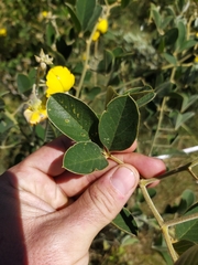 Crotalaria doidgeae