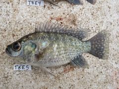 Oreochromis leucostictus