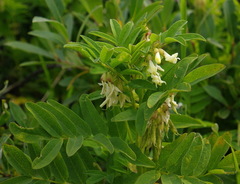 Astragalus americanus