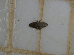 Lophophleps triangularis