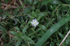 Delosperma ecklonis