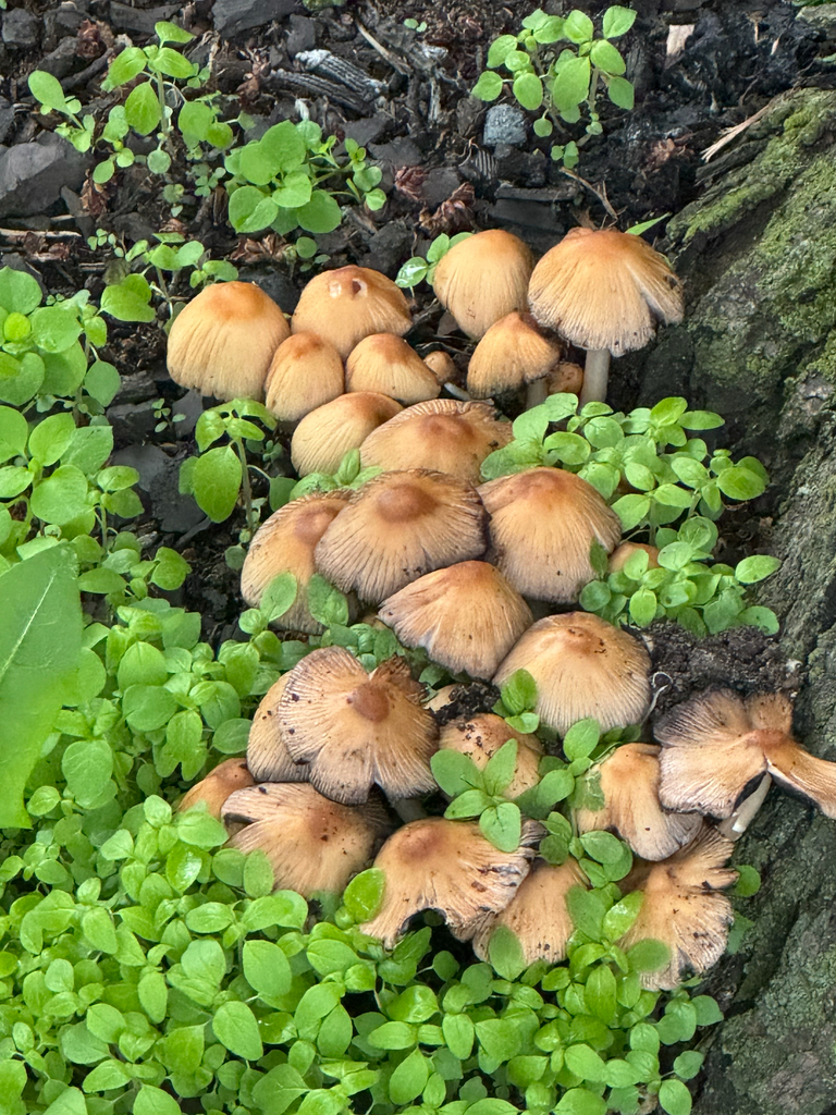 Coprinellus micaceus · May 2026 · photo: © whitfield_ (iNaturalist, cc-by-nc)