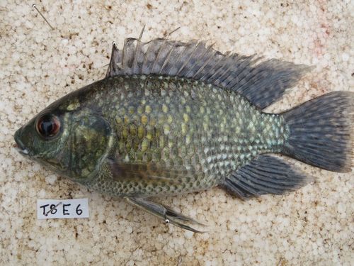 Blue-spotted Tilapia
