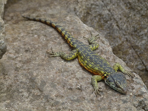 Drakensberg Crag Lizard