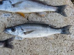 Rhamphochromis longiceps