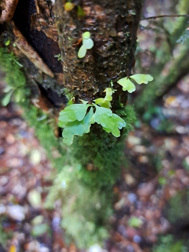 Asplenium trilobum, 2026-05-01