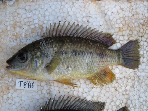 Chilwa tilapia (Oreochromis shiranus) — Cichlidae — 5