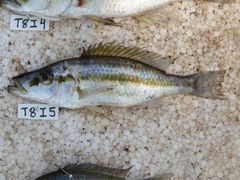 Dimidiochromis compressiceps