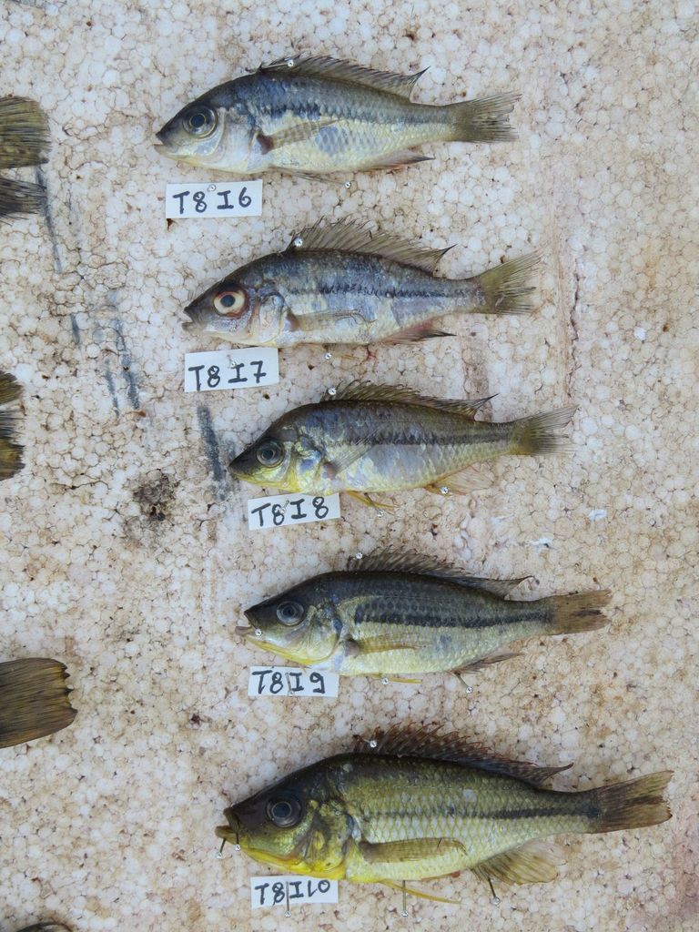 Malawi cichlid (Protomelas similis) — Cichlidae