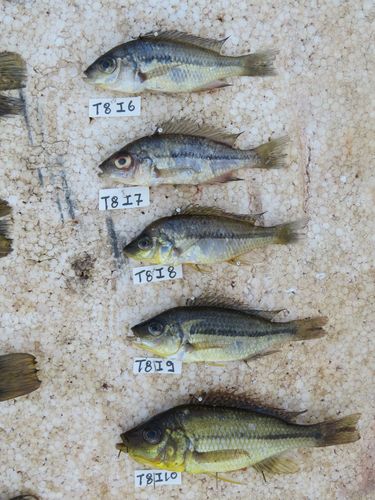 Protomelas similis