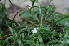 Delosperma ecklonis