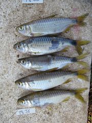 Labeobarbus johnstonii