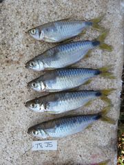 Labeobarbus johnstonii