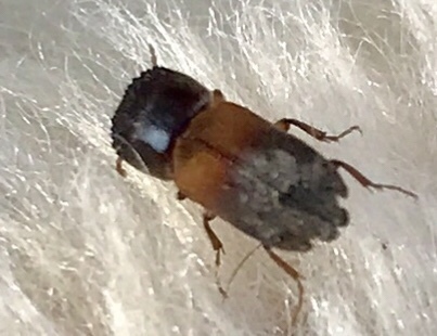 Plioxylion