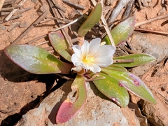 Lewisia brachycalyx