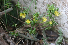 Delosperma parviflorum