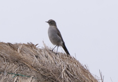 Muscisaxicola alpinus
