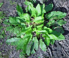 Rumex sanguineus