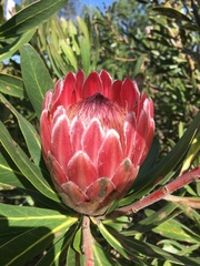 Protea compacta × susannae