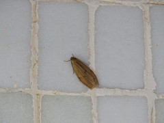 Paralithosia shaowuica