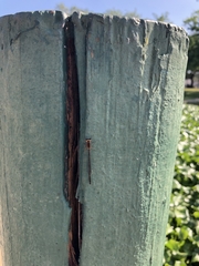 Argia tibialis
