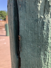 Argia tibialis