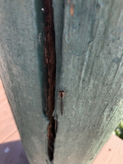 Argia tibialis