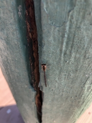 Argia tibialis