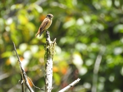 Muscicapa ferruginea