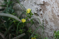 Delosperma parviflorum
