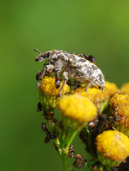 Cyphocleonus dealbatus