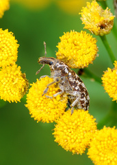 Cyphocleonus dealbatus