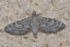 Eupithecia graphata