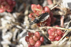 Sphedanolestes lividigaster