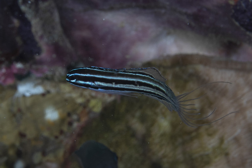 Manus fangblenny (Meiacanthus limbatus) — Blenniidae — 3