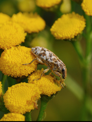 Cyphocleonus dealbatus