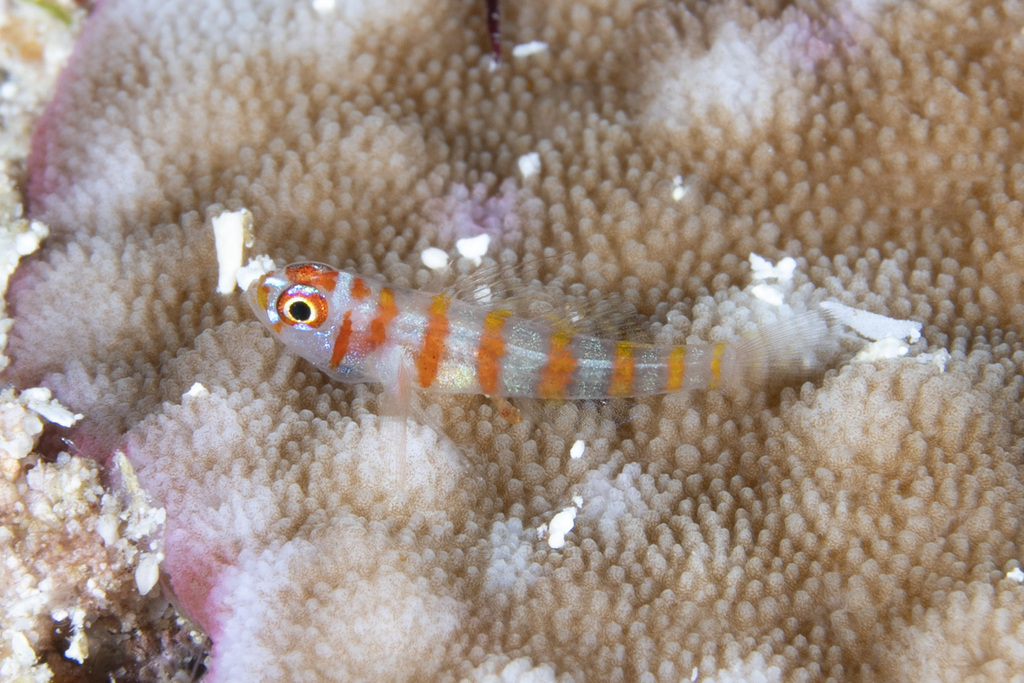 Pallid pygmygoby (Trimma cana) — Gobiidae