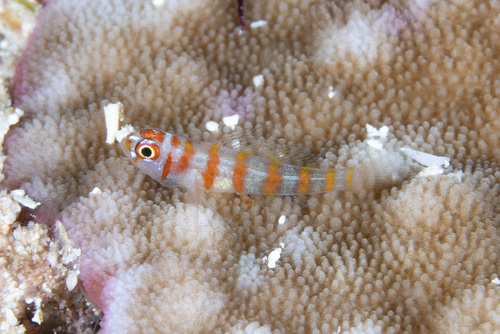 Bleke dwerggrondel (Trimma cana) — Gobiidae