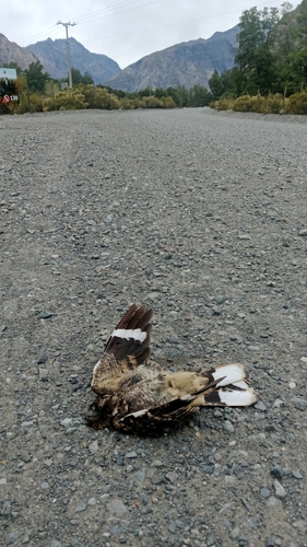 Band-winged Nightjar (Systellura longirostris), photo 8