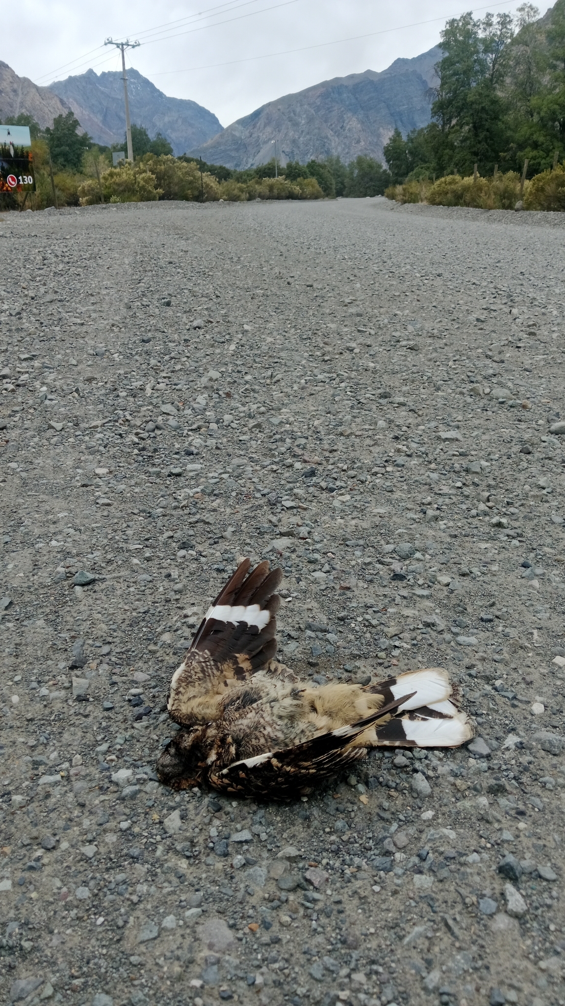 Band-winged Nightjar (Systellura longirostris), photo 7