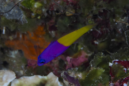 Royal dottyback (Pictichromis paccagnellae) — Pseudochromidae — 4