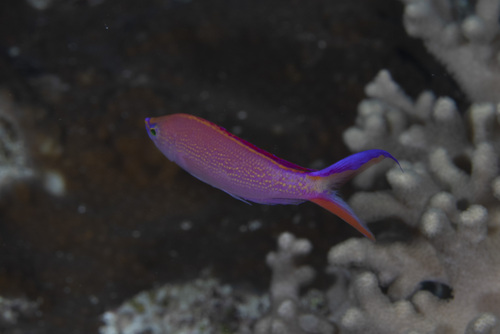 Pseudanthias smithvanizi observed 2026-04-27