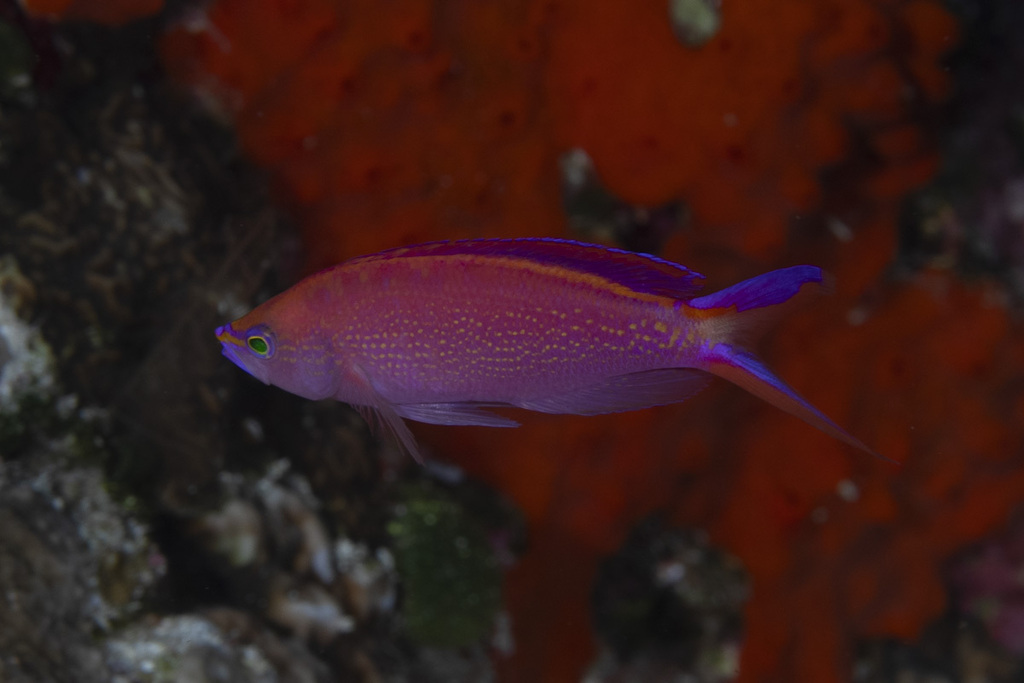 Princess anthias (Pseudanthias smithvanizi) — Serranidae