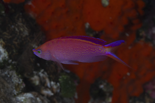 Princess anthias (Pseudanthias smithvanizi) — Serranidae
