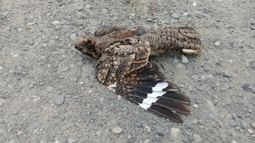 Band-winged Nightjar (Systellura longirostris), photo 9