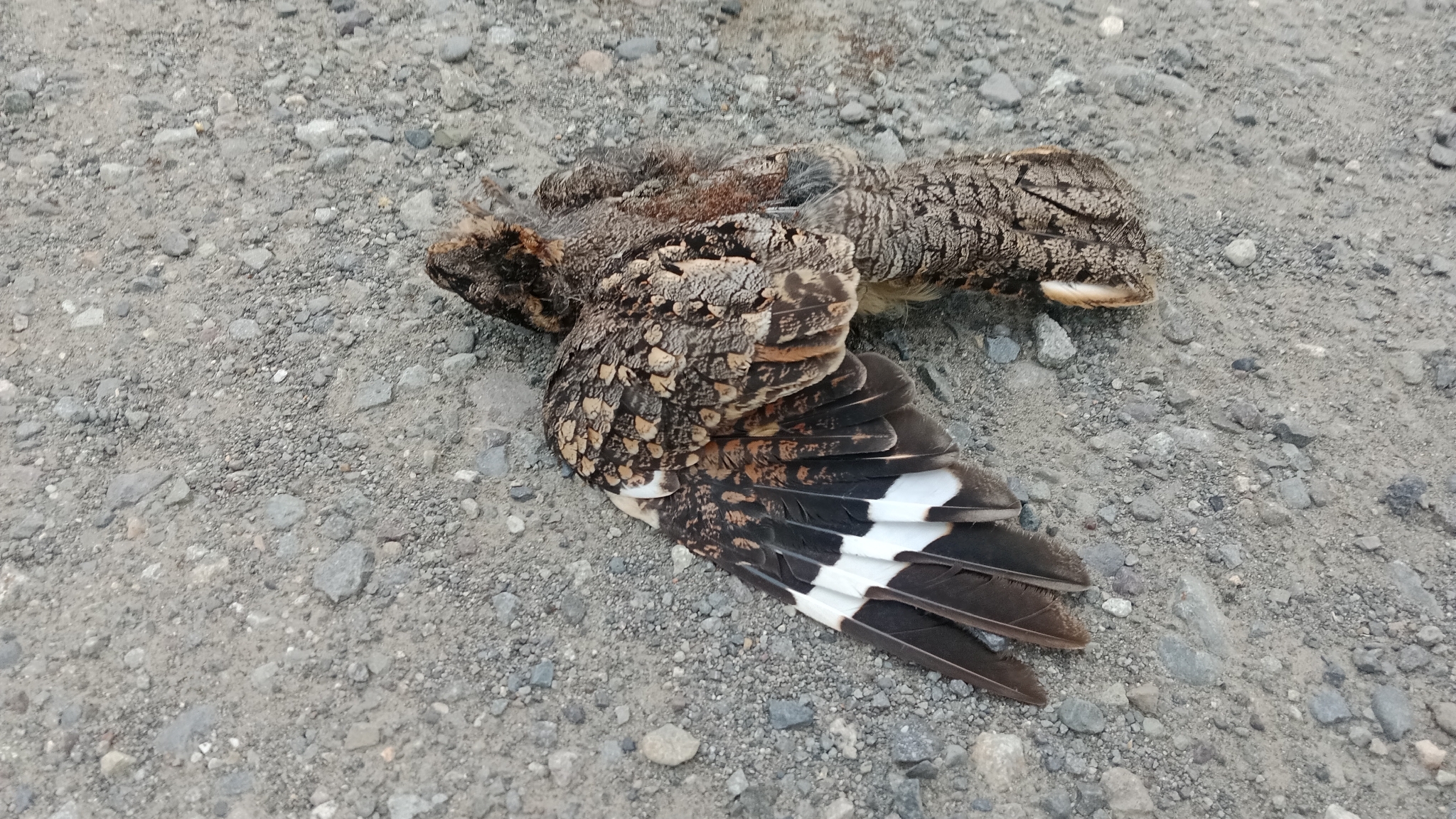 Band-winged Nightjar (Systellura longirostris), photo 8