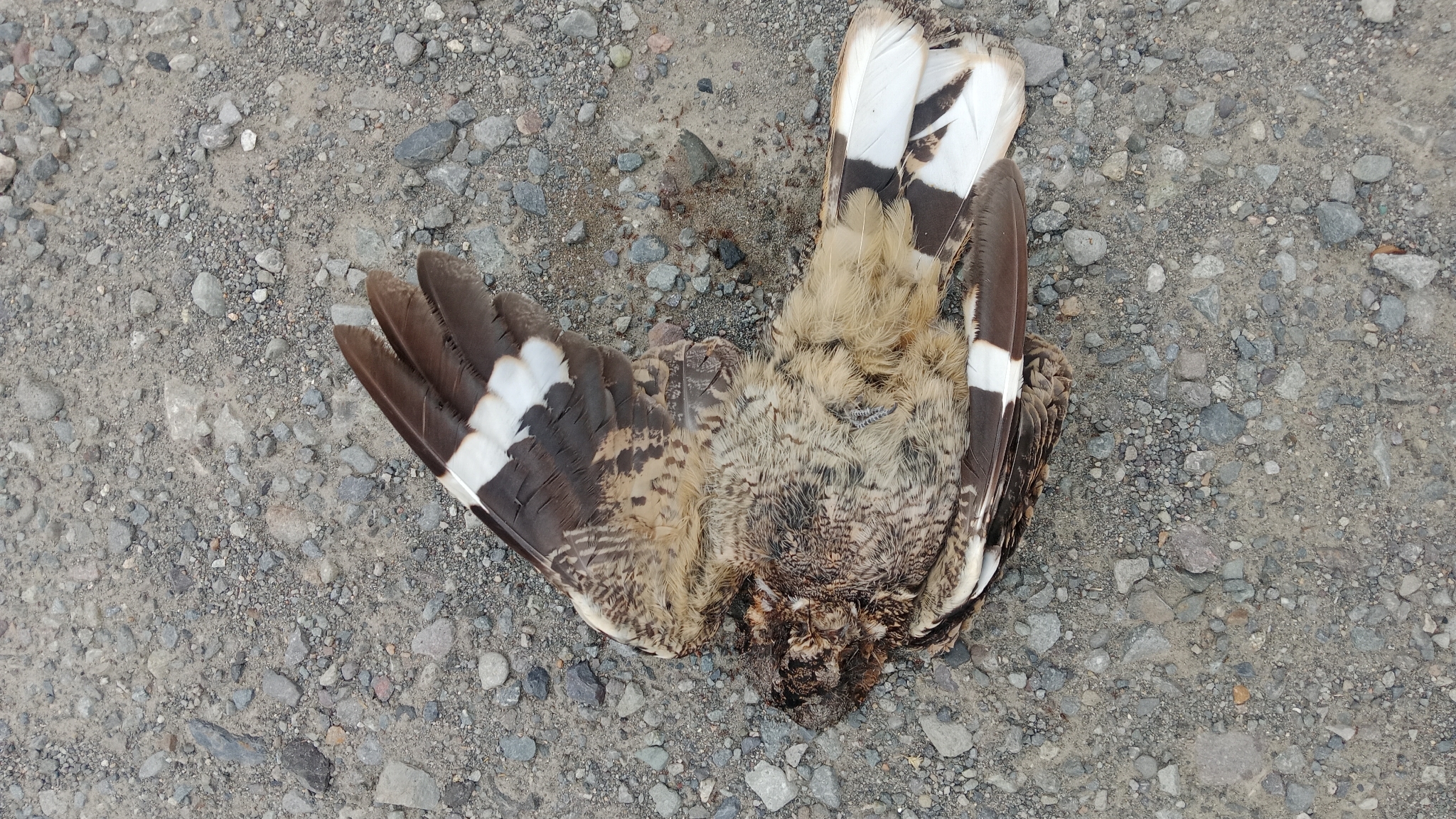Band-winged Nightjar (Systellura longirostris), photo 9