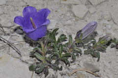 Campanula alpestris