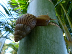 Cochlitoma granulata