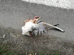 Chroicocephalus ridibundus